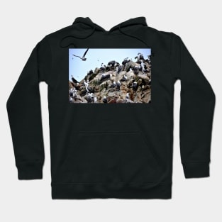 Pérou - Paracas - Les îles Ballestas, Oiseaux Hoodie